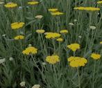 Achillea Moonshine - vaste plant, Tuin en Terras, Planten | Tuinplanten, Ophalen, Zomer, Vaste plant, Overige soorten