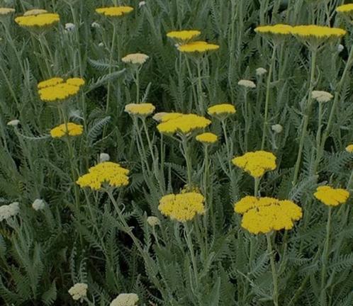 Achillea Moonshine - vaste plant, Tuin en Terras, Planten | Tuinplanten, Vaste plant, Overige soorten, Zomer, Ophalen