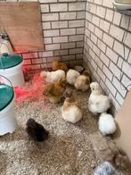 Usa zijdehoen volwassen hennen, Dieren en Toebehoren, Pluimvee, Vrouwelijk, Kip