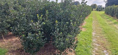 Gladbladige hulst haagplanten, Tuin en Terras, Planten | Struiken en Hagen, 250 cm of meer, Ophalen of Verzenden