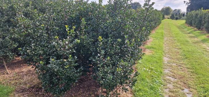 Gladbladige hulst haagplanten, Tuin en Terras, Planten | Struiken en Hagen, 250 cm of meer, Ophalen of Verzenden