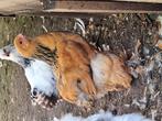 Brahma haantje, Dieren en Toebehoren, Pluimvee, Mannelijk, Kip