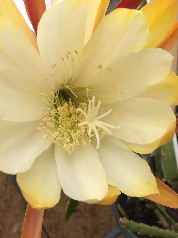 epiphyllum cactus creme de menthe gewortelde stekken, Huis en Inrichting, Kamerplanten, Cactus, Minder dan 100 cm, Bloeiende kamerplant