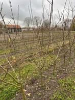 Pruimenboom Reine Claude d'Oullins - Laagstam & Zelfbestuive, Tuin en Terras, Planten | Fruitbomen, Ophalen, Lente, Volle zon