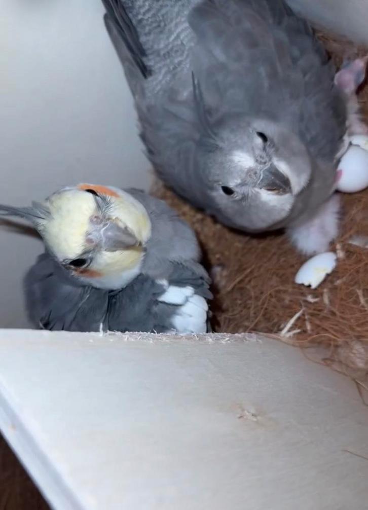 Valkparkiet jongen – geboren dit weekend, Dieren en Toebehoren, Vogels | Parkieten en Papegaaien, Papegaai, Meerdere dieren, Tam