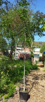 Walnotenboom, juglans regia , meer dan 3 meter lang, Overige soorten, Lente, 250 tot 400 cm, Ophalen