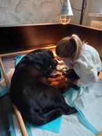 Lieve Labrador pups, redfox en zwart!, 8 tot 15 weken, Labrador retriever, Meerdere, Meerdere dieren
