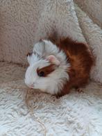 Schattige jonge cavia's, Cavia, Meerdere dieren