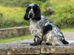 Engelse cocker spaniël pups, Dieren en Toebehoren, Honden | Retrievers, Spaniëls en Waterhonden, CDV (hondenziekte), 8 tot 15 weken