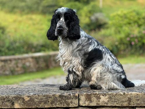Engelse cocker spaniël pups, Dieren en Toebehoren, Honden | Retrievers, Spaniëls en Waterhonden, Meerdere dieren, Spaniël, Particulier