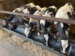 5 mooie blauwe vaarzen, Vrouwelijk