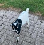 Geiten bokje, Dieren en Toebehoren, Schapen, Geiten en Varkens