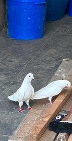 Witte duiven, Dieren en Toebehoren, Vogels | Duiven, Meerdere dieren, Postduif