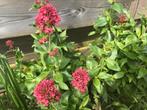 Rode Valeriaan ( spoorbloem) nieuwe zaailingen, Tuin en Terras, Planten | Tuinplanten, Zomer, Ophalen of Verzenden, Overige soorten