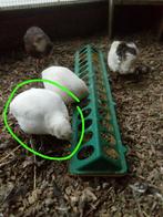 Japanse Kwartelhaan, Dieren en Toebehoren, Pluimvee, Mannelijk, Overige soorten