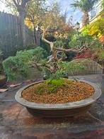Bonsai juniperus chinensis 25jr 35x40 hxb in japanse schaal, Ophalen, Bloeit niet, Halfschaduw, Overige soorten