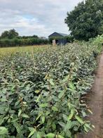 Olijfwilg 60/80cm tm 120/140 Elaeagnus ebbingei en Compacta, Ophalen, Overige soorten, 100 tot 250 cm