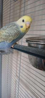 Jonge parkiet, Dieren en Toebehoren, Vogels | Parkieten en Papegaaien, Geslacht onbekend, Parkiet