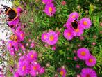 Onbespoten Asters Herfst-asters Bio-geteeld, Tuin en Terras, Planten | Tuinplanten, Ophalen, Overige soorten, Volle zon