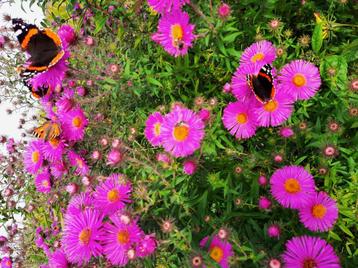 Onbespoten Asters Herfst-asters Bio-geteeld beschikbaar voor biedingen