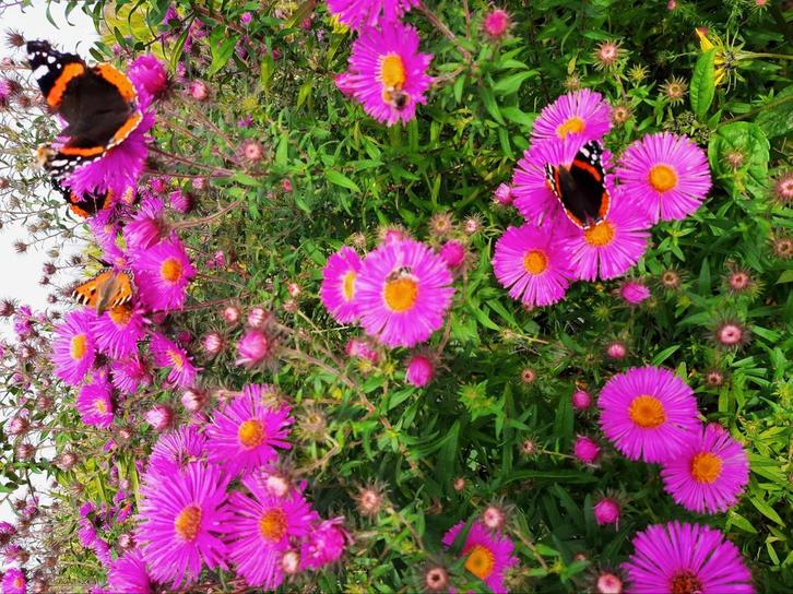 Onbespoten Asters Herfst-asters Bio-geteeld, Tuin en Terras, Planten | Tuinplanten, Overige soorten, Volle zon, Ophalen
