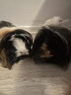 Gratis af te halen, Dieren en Toebehoren, Knaagdieren, Cavia, Juli, Vrouwelijk, Tam