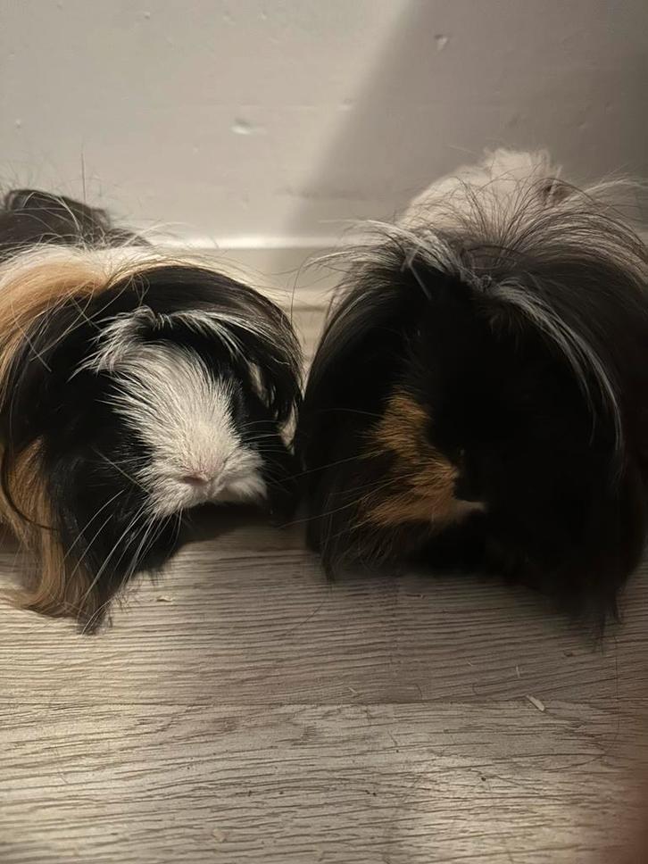 Gratis af te halen, Dieren en Toebehoren, Knaagdieren, Vrouwelijk, Cavia, Juli, Tam