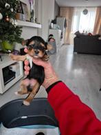 Biwwerjork terrier pups, Dieren en Toebehoren, Honden | Jack Russells en Terriërs, Yorkshire Terriër, Reu, Meerdere, Nederland