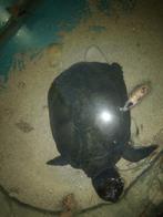 Afrikaanse moeras schildpad met schildpadbak en filter, Dieren en Toebehoren, Reptielen en Amfibieën, Schildpad, Met terrarium