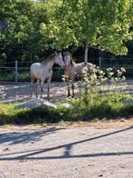 Opfok hengsten en merries, Dieren en Toebehoren, Opfok