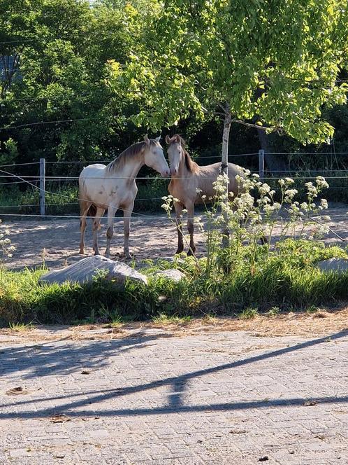 Opfok hengsten en merries, Dieren en Toebehoren, Stalling en Weidegang, Opfok