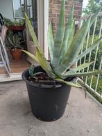 Agave Americana, Tuin en Terras, Ophalen, Bloeit niet, Overige soorten, Volle zon