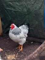 Wyandotte haan, Mannelijk, Kip