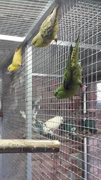 Lutino catharina parkiet pop 2024 Limburg België, Vrouwelijk, Parkiet, Geringd