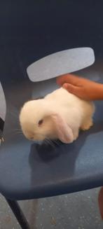 2 stuks  minilop X   hangoor dwerg konijntjes, Dieren en Toebehoren, Cavia, Juli, Meerdere dieren, Tam