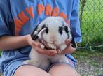 Gratis afhalen jonge konijnen, Dieren en Toebehoren, Konijnen, Meerdere dieren, Middelgroot, 0 tot 2 jaar