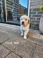 Golden retriever pups, Golden retriever, 8 tot 15 weken, CDV (hondenziekte), Meerdere