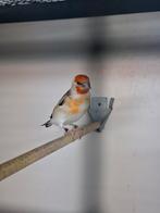 Major putter witkop pop 2025, Vrouwelijk, Wildzangvogel