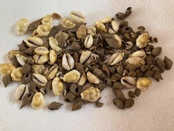 Schelpen Cowrie Kauri diverse zaten bij verzameling Papoea beschikbaar voor biedingen
