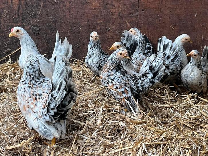 Mooie gezonde serama’s krielkippen. Geent HENNEN, Dieren en Toebehoren, Pluimvee, Kip, Vrouwelijk