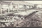 Boskoop, bloemententoonstelling 1911, Ophalen of Verzenden, Voor 1920, Gelopen, Zuid-Holland
