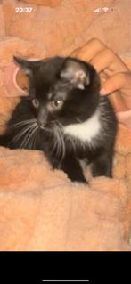 Kittens, Dieren en Toebehoren, Katten en Kittens | Overige Katten, Meerdere dieren