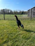 Shamo, Dieren en Toebehoren, Pluimvee, Kip