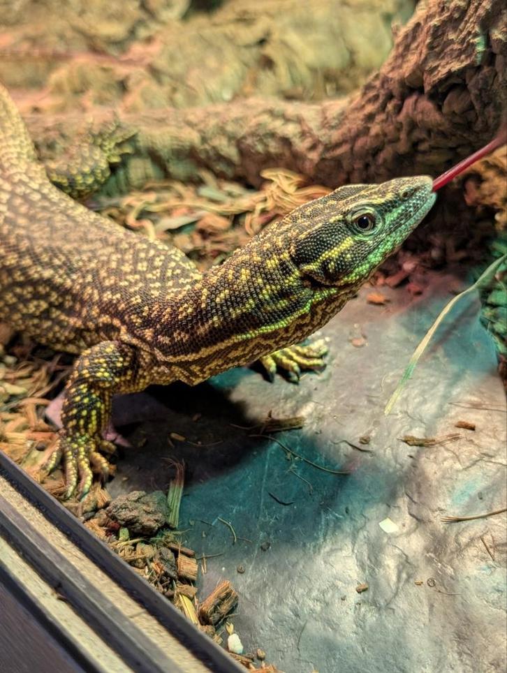 Varanus acanthurus 1.0 Monitor Lizard - male for sale from Megalania Exotics