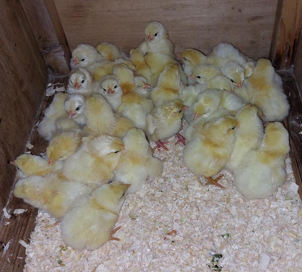 30 Poule de Bresse kuikens, Dieren en Toebehoren, Pluimvee, Geslacht onbekend, Kip