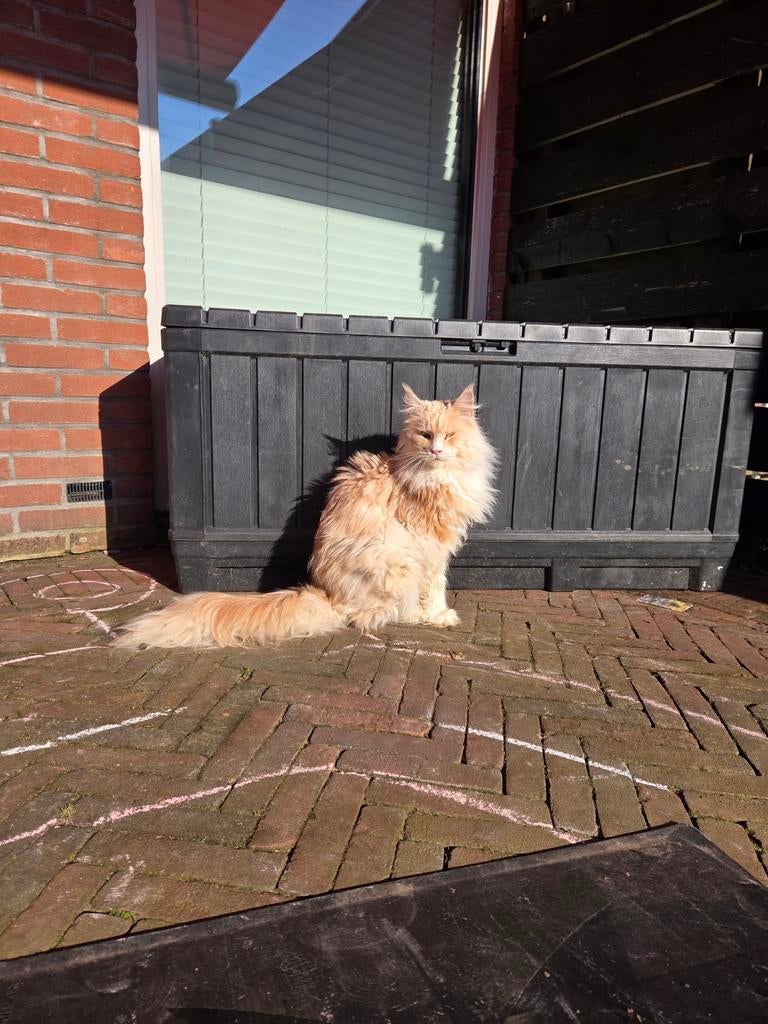 Lieve Maine Coon kater (gecastreerd), Dieren en Toebehoren, Katten en Kittens | Raskatten | Langhaar, Kater, Gechipt, 3 tot 5 jaar