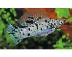meer dan 50 soorten Molly, Zwaarddrager, Platy(levendbarend), Vis