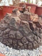 Caudex plant Dioscorea Elephantipes var Montana 22cm schaal, Huis en Inrichting, Kamerplanten, Overige soorten, Ophalen of Verzenden