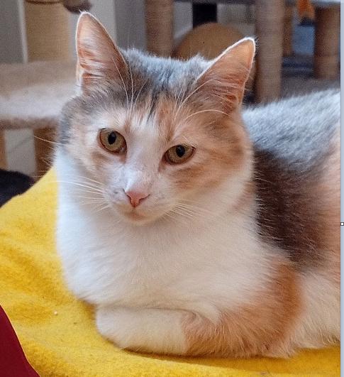 Chanel is ontzettend aanhankelijk en nobil.  11 maanden oud., Poes, Kortharig, 0 tot 2 jaar