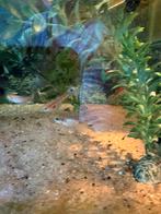 Guppen / endler guppen, Dieren en Toebehoren, Vissen | Aquariumvissen, Vis